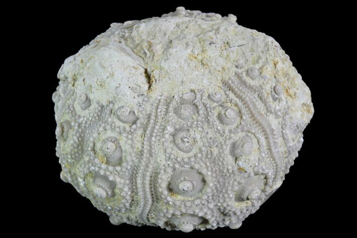 Detailed Nenoticidaris Fossil Urchin - Morocco #90398